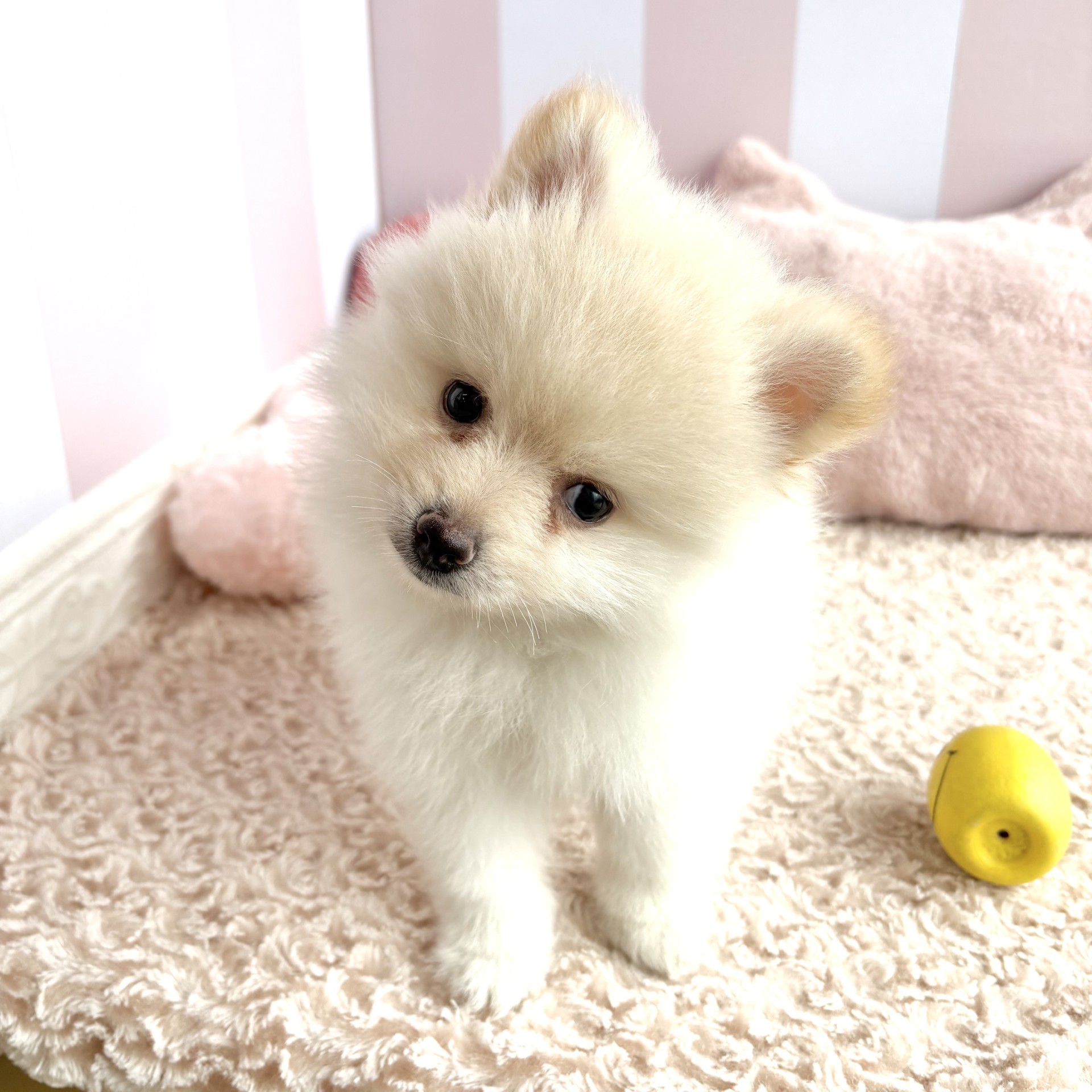 岡山県のポメラニアン (犬の家＆猫の里倉敷中庄店/2026年4月19日生まれ/女の子/クリーム)の子犬の3枚目の画像