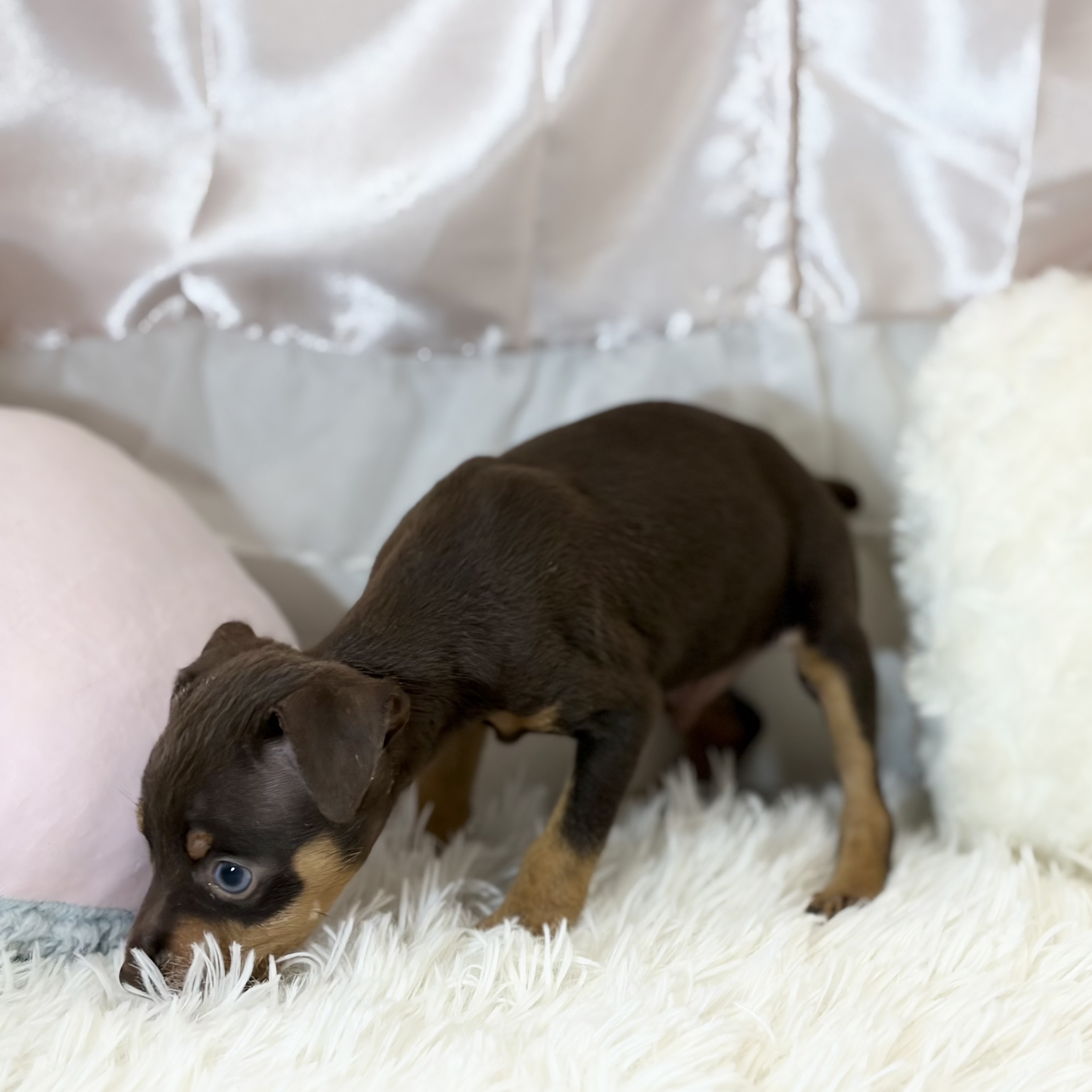 兵庫県のミニチュアピンシャー (犬の家＆猫の里カナート西神戸店/2026年4月19日生まれ/男の子/チョコレートタン)の子犬の3枚目の画像