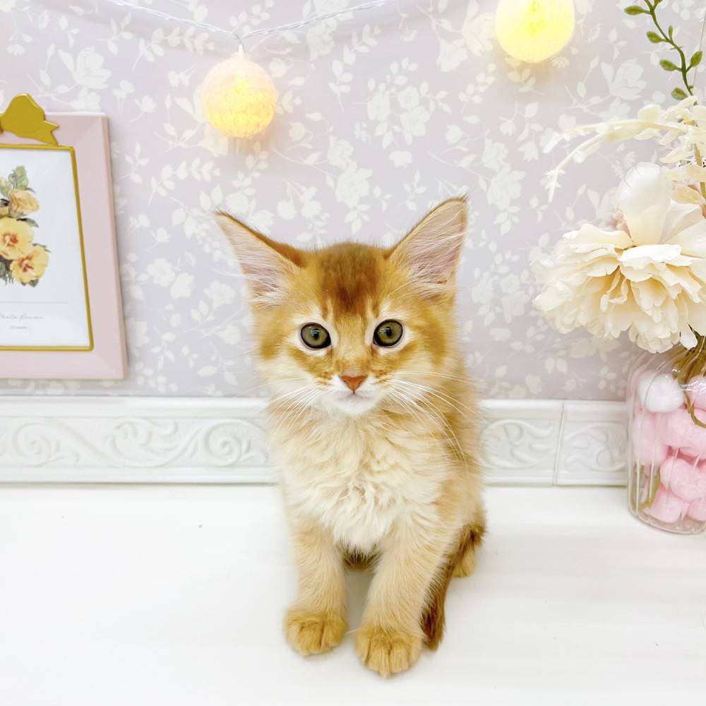 富山県のソマリ (犬の家＆猫の里富山店/2026年4月13日生まれ/男の子/レッド)の子猫の3枚目の画像
