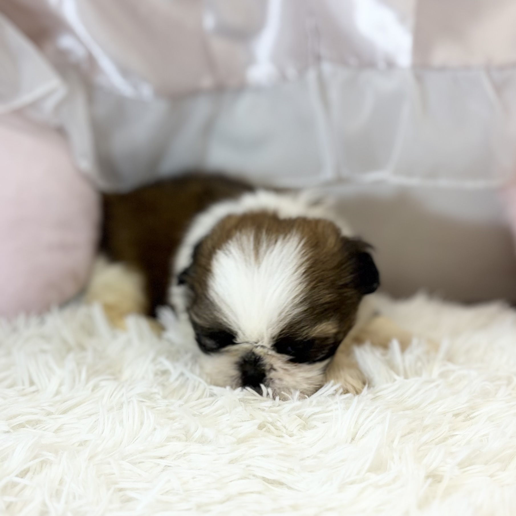 兵庫県のシーズー (犬の家＆猫の里カナート西神戸店/2026年4月14日生まれ/男の子/ゴールドホワイト)の子犬の3枚目の画像