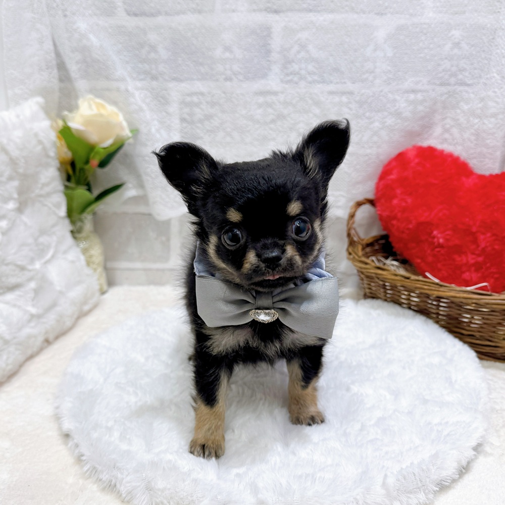滋賀県のチワワ(ロング) (犬の家＆猫の里長浜店/2026年4月19日生まれ/男の子/ブラックタン)の子犬の3枚目の画像