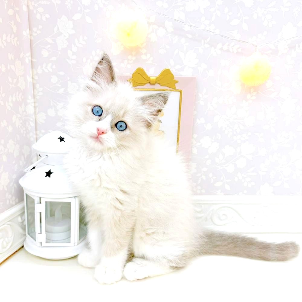 富山県のラグドール (犬の家＆猫の里富山店/2026年4月19日生まれ/男の子/ブルーポイントバイカラー)の子猫の1枚目の画像