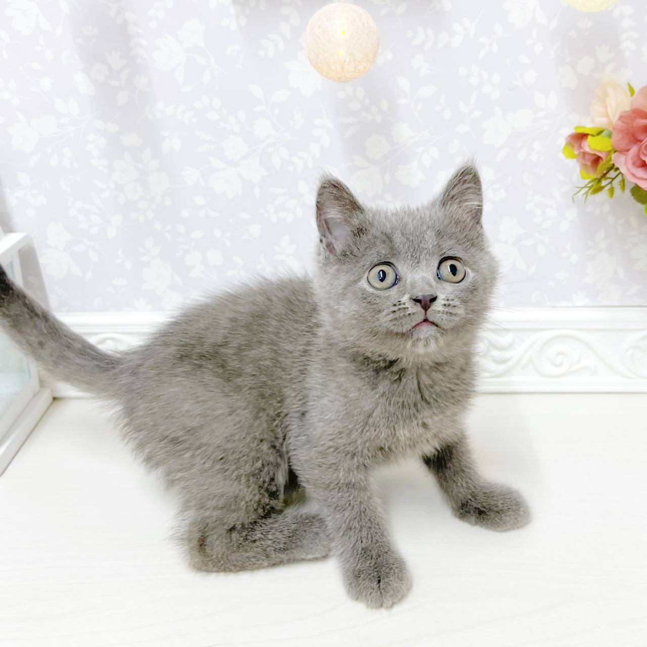 富山県のブリティッシュショートヘアー (犬の家＆猫の里アミーゴ山室店/2026年4月16日生まれ/男の子/ブルー)の子猫の3枚目の画像