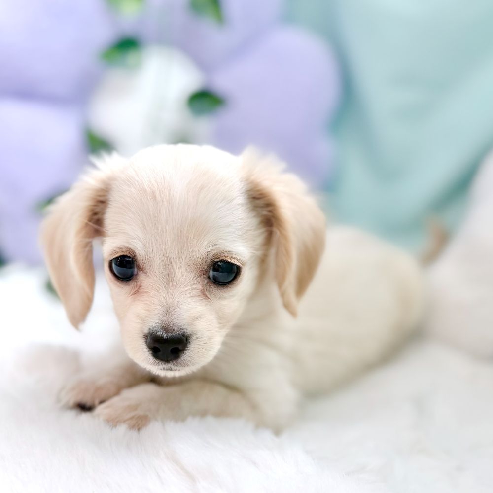 愛知県のチワックス(チワワ×ダックス) (犬の家＆猫の里愛知刈谷店/2026年4月18日生まれ/男の子/クリーム)の子犬の3枚目の画像