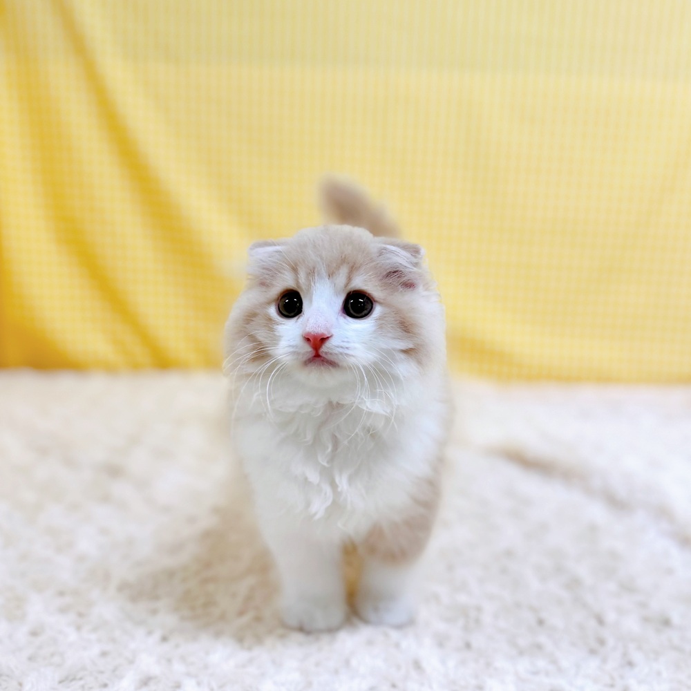 愛知県のスコティッシュフォールド (犬の家＆猫の里一宮店/2026年4月14日生まれ/男の子/クリームタビーホワイト)の子猫の3枚目の画像