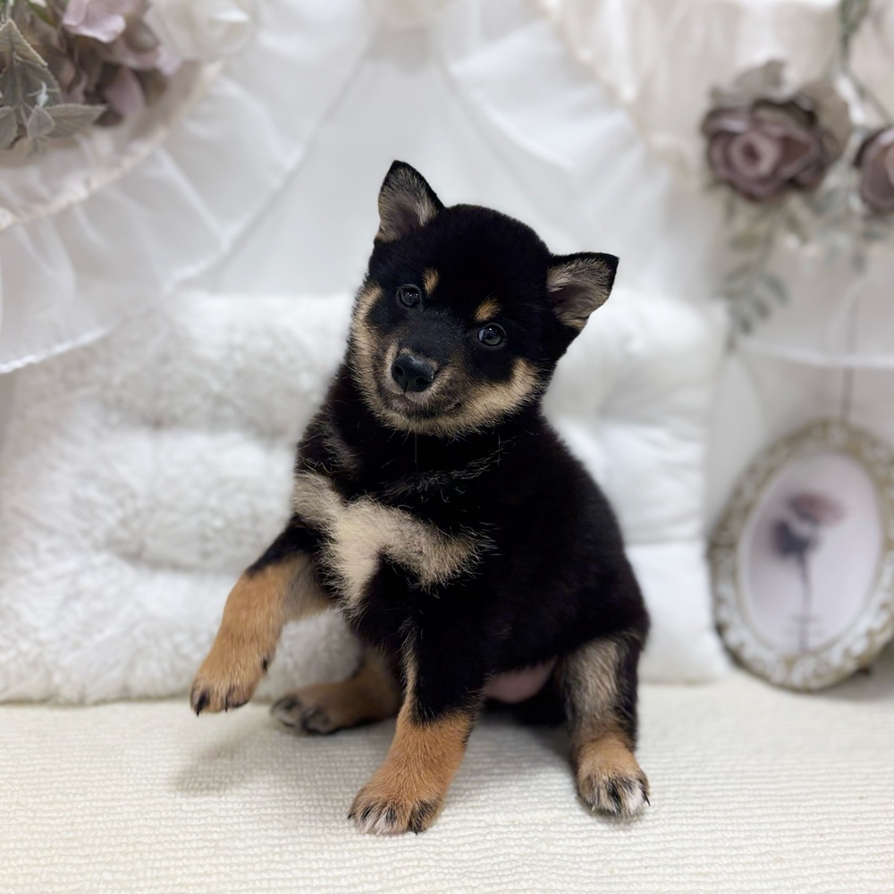 岐阜県の柴犬(標準サイズ) (犬の家＆猫の里カラフルタウン岐阜店/2026年4月19日生まれ/女の子/黒)の子犬の3枚目の画像