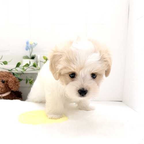 愛知県のハーフ犬・ミックス犬 (犬の家＆猫の里豊川インター店/2026年4月19日生まれ/男の子/ホワイトクリーム)の子犬の3枚目の画像