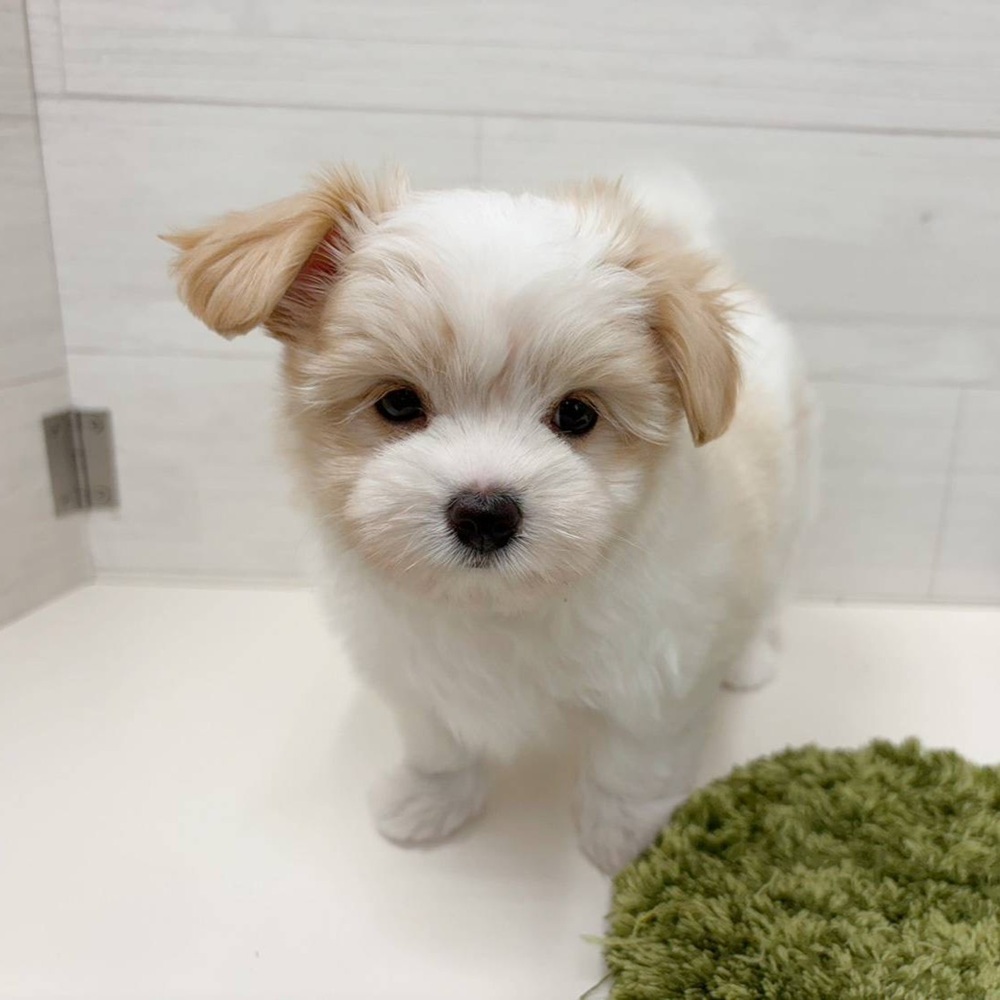 石川県のハーフ犬・ミックス犬 (犬の家＆猫の里アミーゴ金沢おこばた店/2026年4月19日生まれ/女の子/ホワイトクリーム)の子犬の3枚目の画像