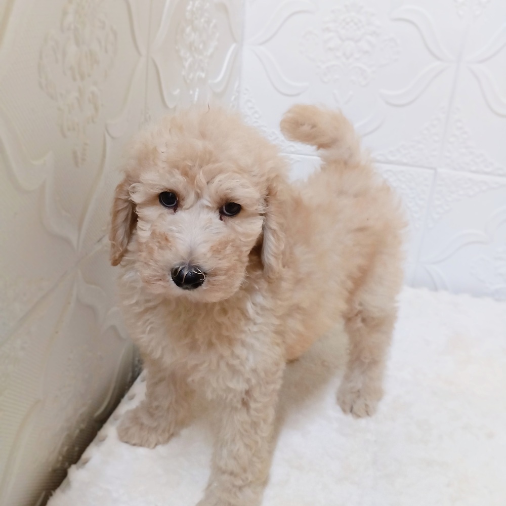 愛知県のスタンダードプードル (犬の家＆猫の里岡崎店/2026年4月17日生まれ/女の子/ペールフォーン)の子犬の3枚目の画像