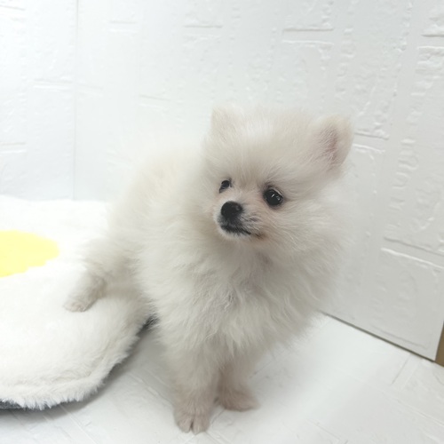 愛知県のポメラニアン (犬の家＆猫の里豊川インター店/2026年4月18日生まれ/女の子/クリーム)の子犬の3枚目の画像