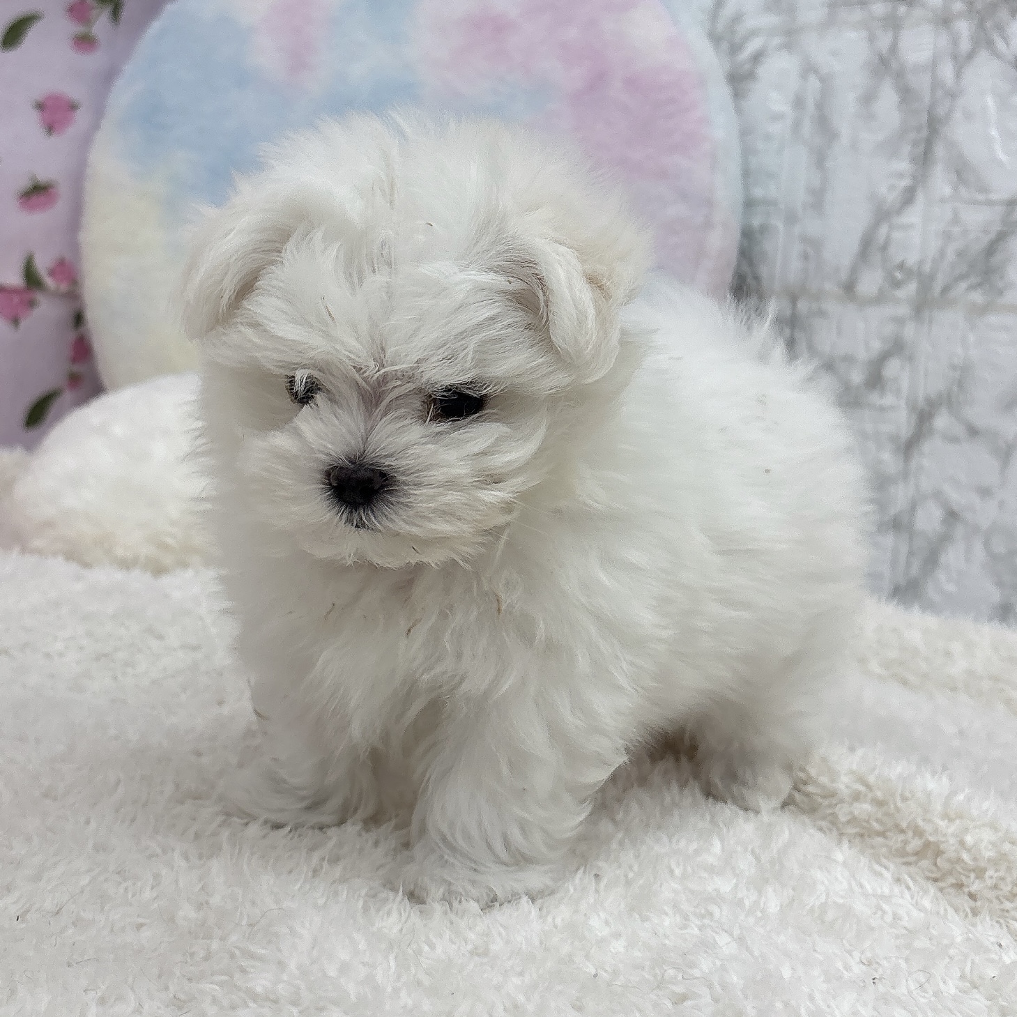 愛知県のマルチーズ (犬の家＆猫の里エアポートウォーク店/2026年4月19日生まれ/男の子/ホワイト)の子犬の3枚目の画像