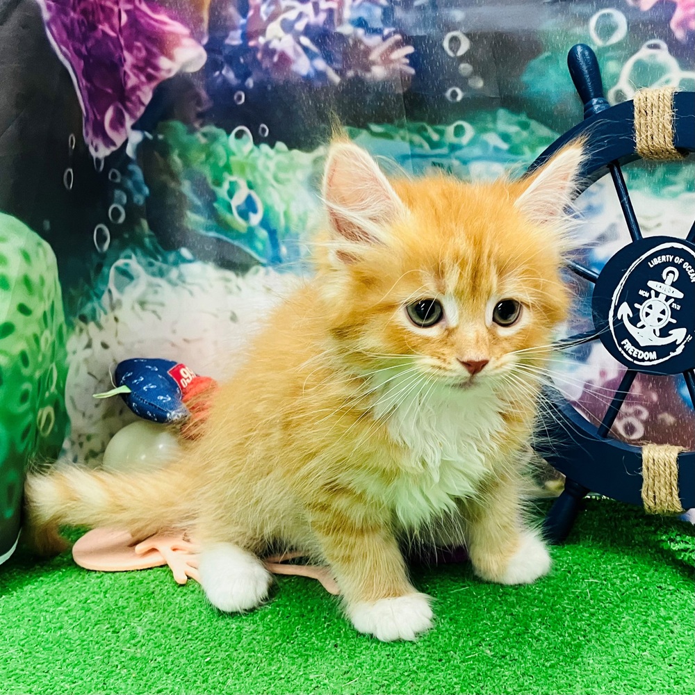 愛知県のサイベリアン (犬の家＆猫の里名古屋天白店/2026年4月18日生まれ/男の子/レッドタビーホワイト)の子猫の3枚目の画像