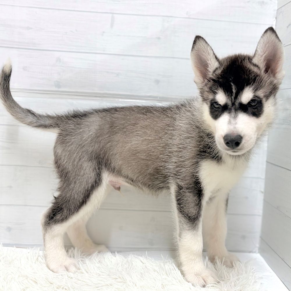 愛知県のシベリアンハスキー (犬の家＆猫の里豊田店/2026年4月19日生まれ/男の子/ブラックホワイト)の子犬の3枚目の画像