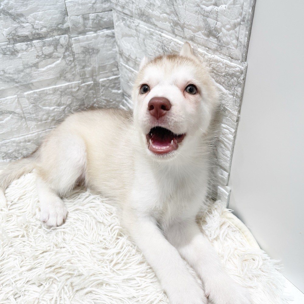 愛知県のシベリアンハスキー (犬の家＆猫の里MiO香久山店/2026年4月19日生まれ/女の子/レッドホワイト)の子犬の3枚目の画像