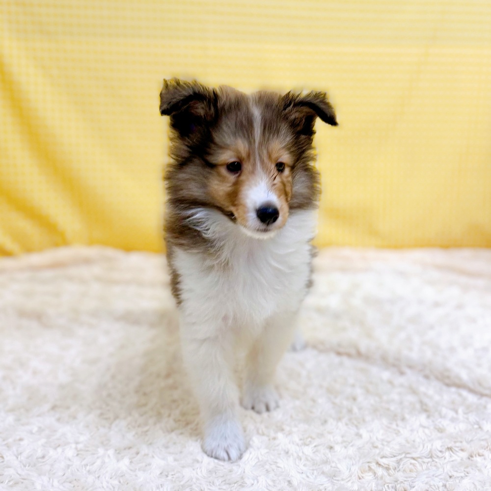 愛知県のシェットランドシープドッグ (犬の家＆猫の里一宮店/2026年4月18日生まれ/男の子/セーブルホワイト)の子犬の3枚目の画像