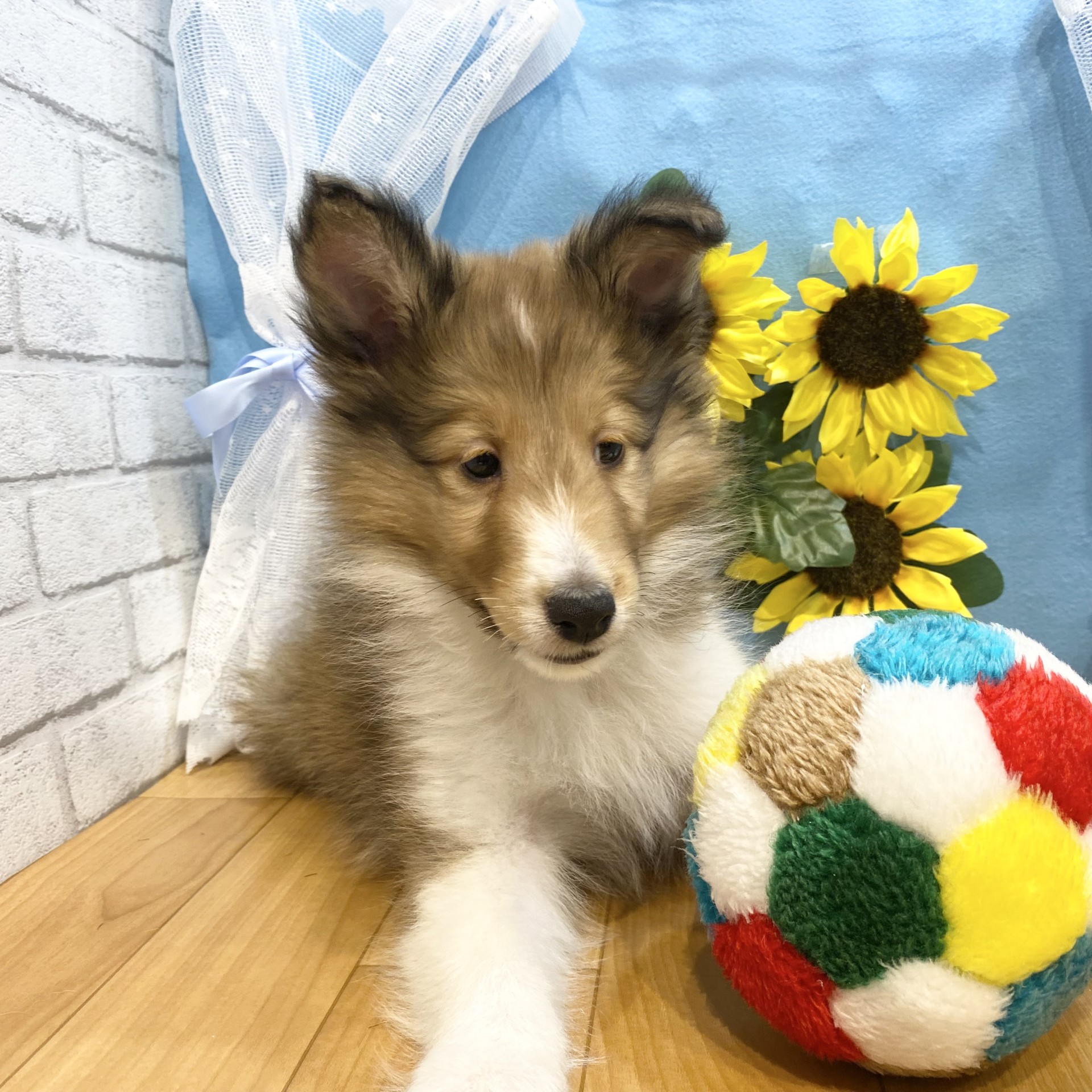 長野県のシェットランドシープドッグ (犬の家＆猫の里カインズ梓川店/2026年4月18日生まれ/男の子/セーブルホワイト)の子犬の3枚目の画像
