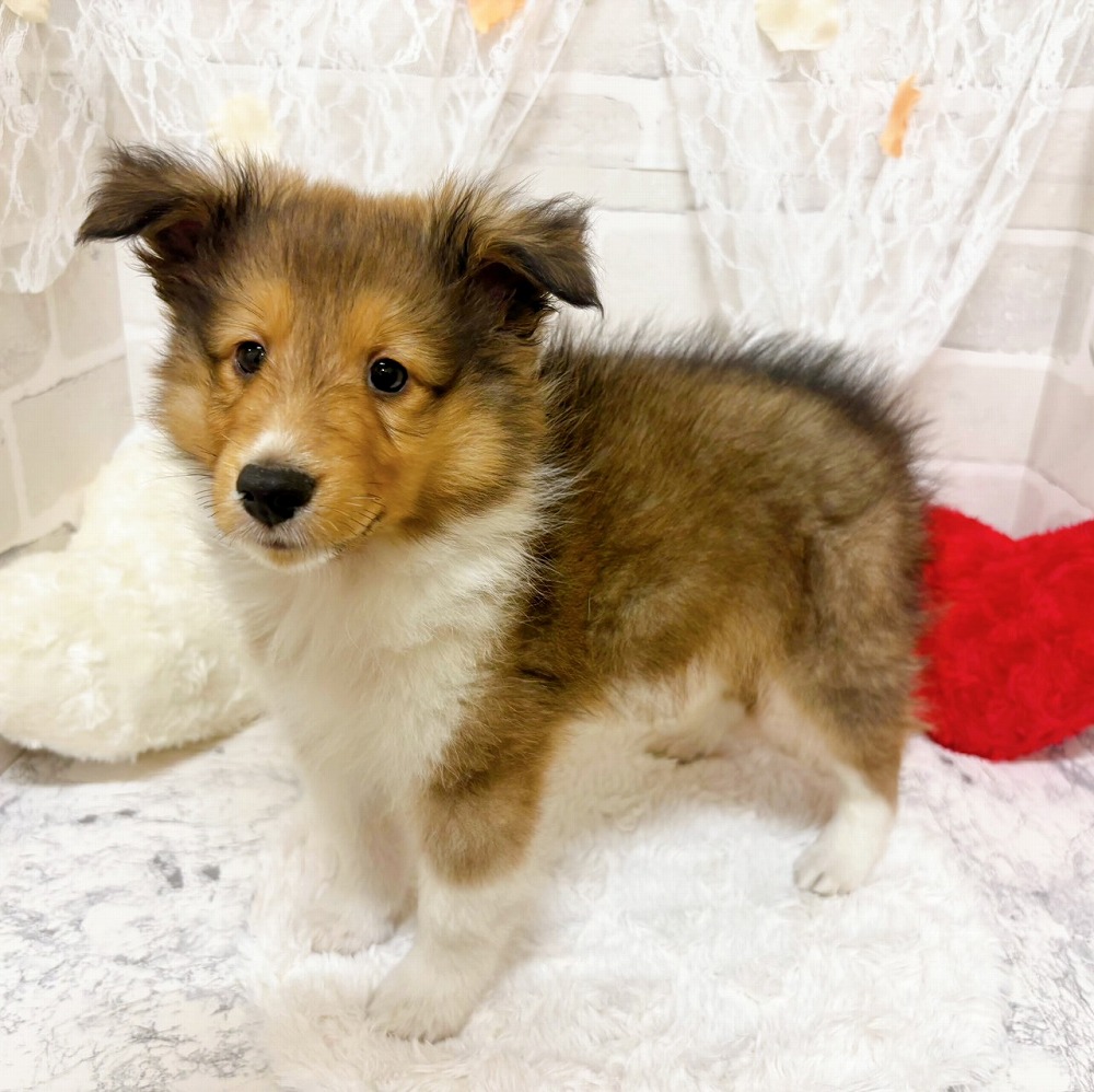 京都府のシェットランドシープドッグ (犬の家＆猫の里京都精華店/2026年4月18日生まれ/男の子/セーブルホワイト)の子犬の3枚目の画像