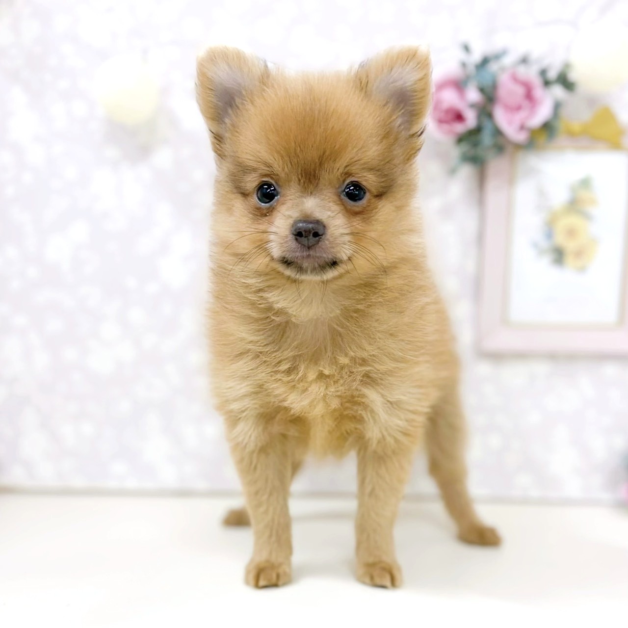 富山県のポメチワ/チワポメ/ポメチー(ポメラニアン×チワワ) (犬の家＆猫の里アミーゴ高岡蓮花寺店/2026年4月19日生まれ/女の子/フォーン)の子犬の3枚目の画像
