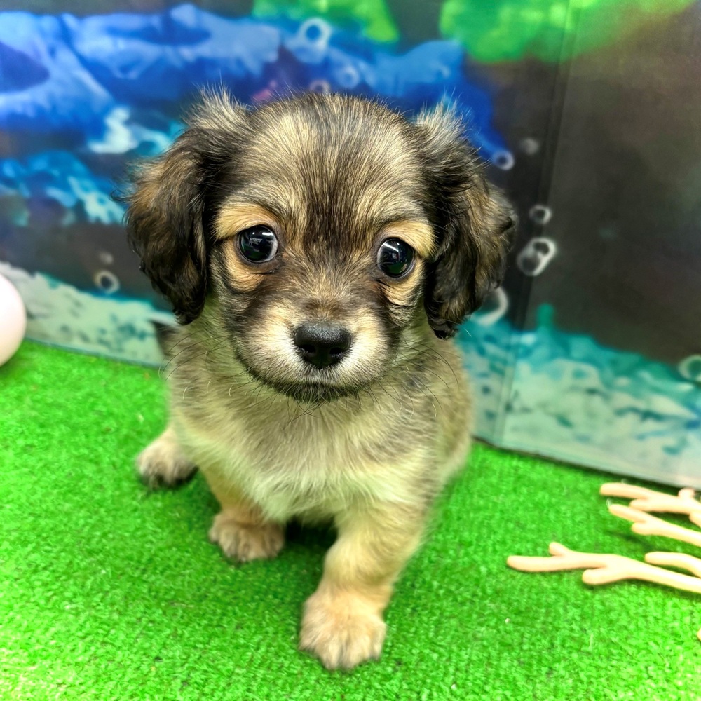 愛知県のチワックス(チワワ×ダックス) (犬の家＆猫の里名古屋天白店/2026年4月20日生まれ/男の子/シェーデットイエロー)の子犬の1枚目の画像