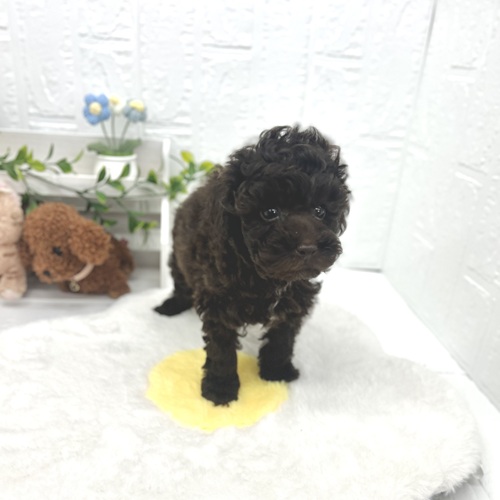 愛知県のトイプードル(トイ) (犬の家＆猫の里豊川インター店/2026年4月20日生まれ/男の子/ブラウン)の子犬の3枚目の画像