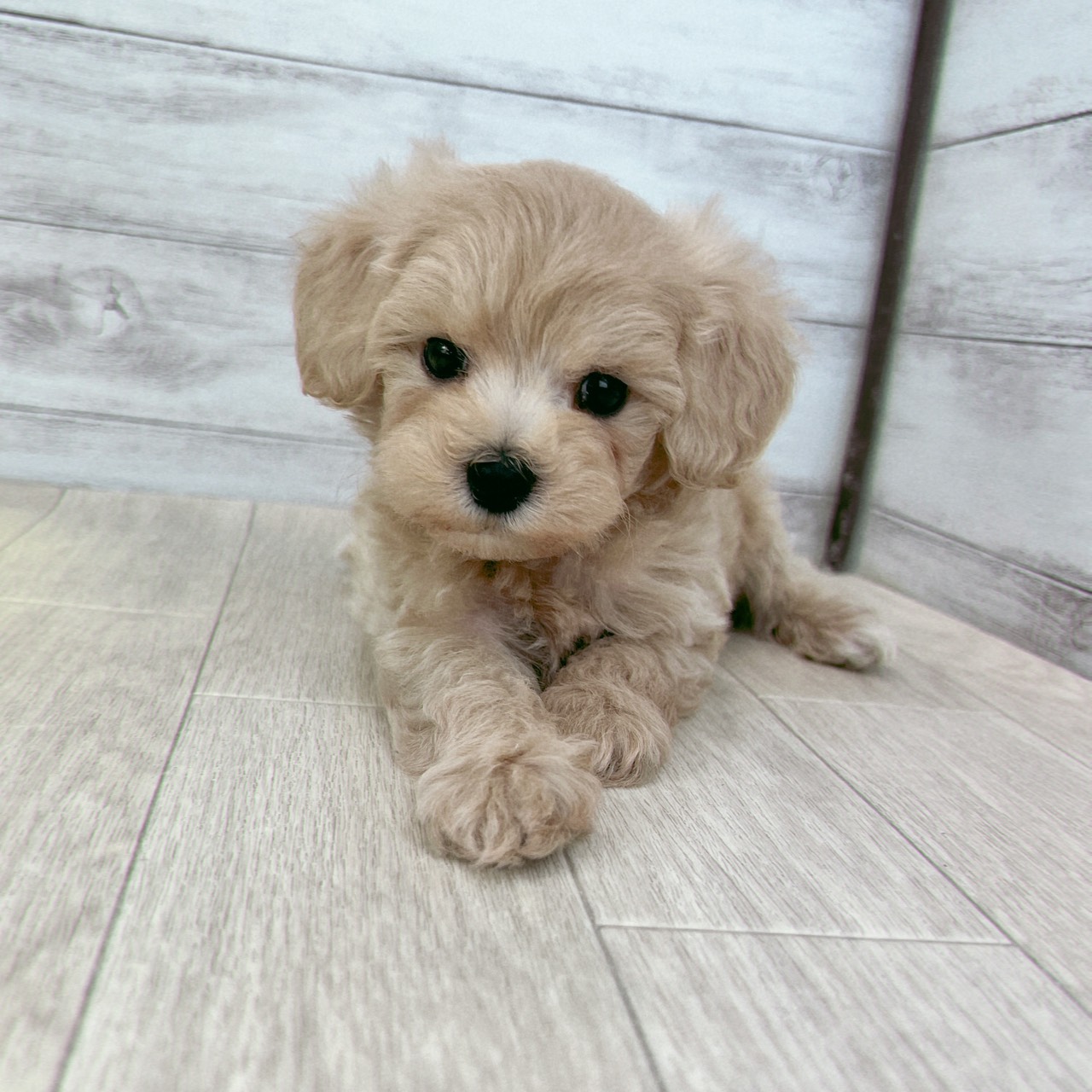 ハーフ犬男の子の写真