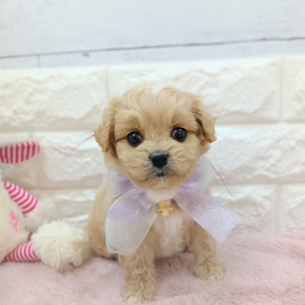 静岡県のペキプー(ペキニーズ×プードル) (犬の家＆猫の里アミーゴ浜松和田店/2026年4月21日生まれ/女の子/アプリコット)の子犬の3枚目の画像