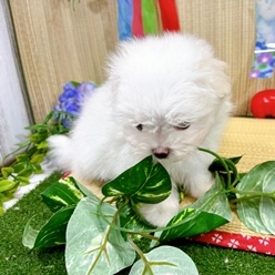 神奈川県のマルチーズ (犬の家＆猫の里小田原店/2026年4月26日生まれ/男の子/ホワイト)の子犬の3枚目の画像