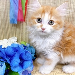 神奈川県のマンチカン (犬の家＆猫の里小田原店/2026年4月21日生まれ/男の子/レッドタビーホワイト)の子猫の3枚目の画像