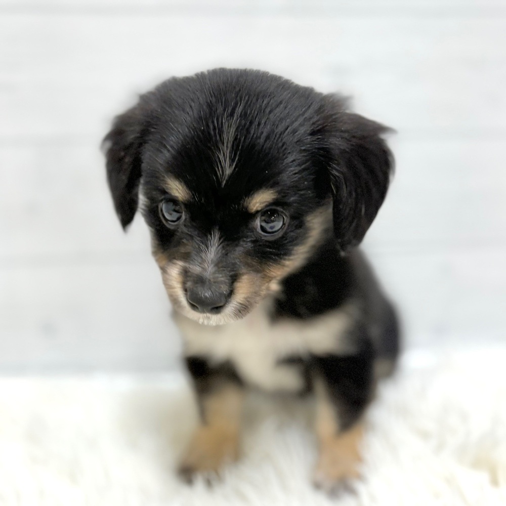 愛知県のチワックス(チワワ×ダックス) (犬の家＆猫の里豊田店/2026年4月20日生まれ/男の子/ブラックタン)の子犬の3枚目の画像
