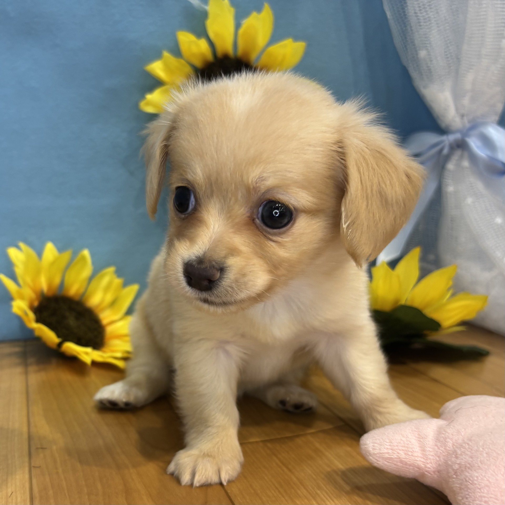 長野県のチワックス(チワワ×ダックス) (犬の家＆猫の里カインズ梓川店/2026年4月20日生まれ/女の子/クリーム)の子犬の3枚目の画像