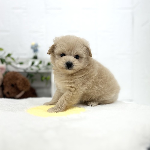 愛知県のポメプー(ポメラニアン×プードル) (犬の家＆猫の里豊川インター店/2026年4月21日生まれ/男の子/アプリコット)の子犬の3枚目の画像