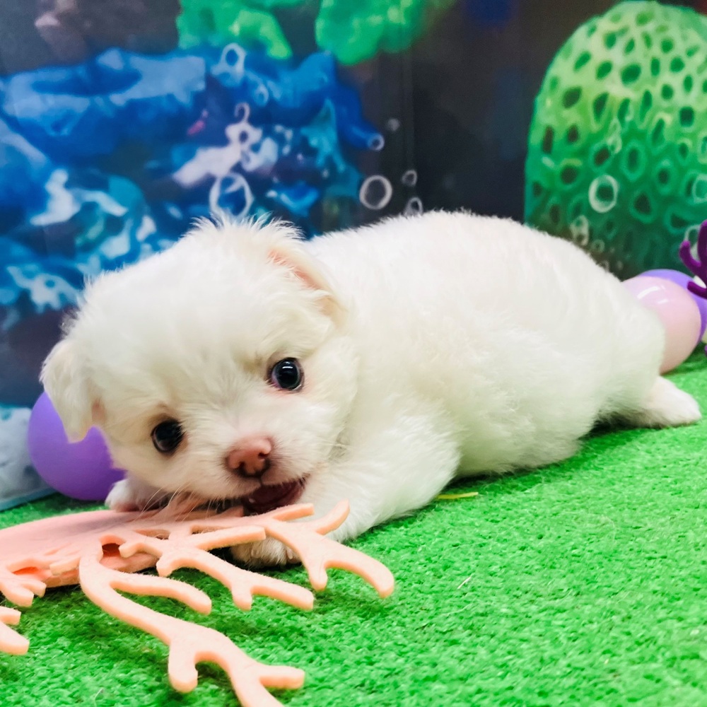 愛知県のチワワ(ロング) (犬の家＆猫の里名古屋天白店/2026年4月20日生まれ/男の子/クリーム)の子犬の1枚目の画像