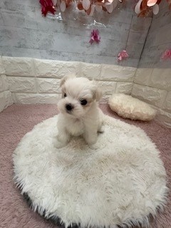 静岡県のマルチーズ (犬の家＆猫の里プレ葉ウォーク浜北店/2026年4月21日生まれ/女の子/ホワイト)の子犬の3枚目の画像