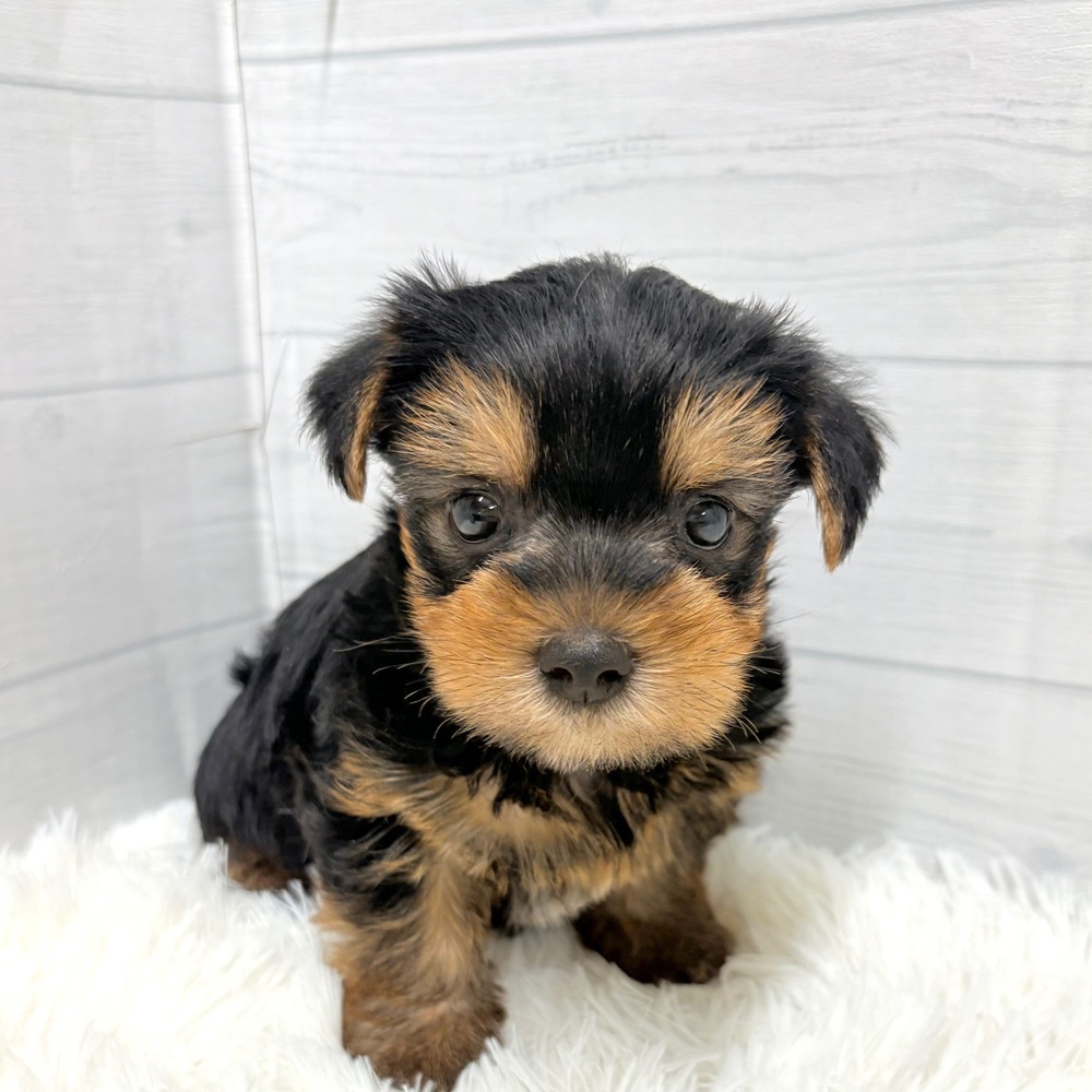 愛知県のヨークシャーテリア (犬の家＆猫の里豊田店/2026年4月19日生まれ/男の子/スチールブルータン)の子犬の3枚目の画像