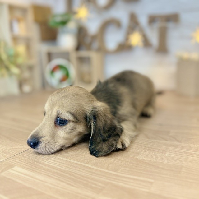 千葉県のミニチュアダックスフンド(ロング) (犬の家＆猫の里ワンズモール稲毛店/2026年4月17日生まれ/男の子/レッド)の子犬の3枚目の画像