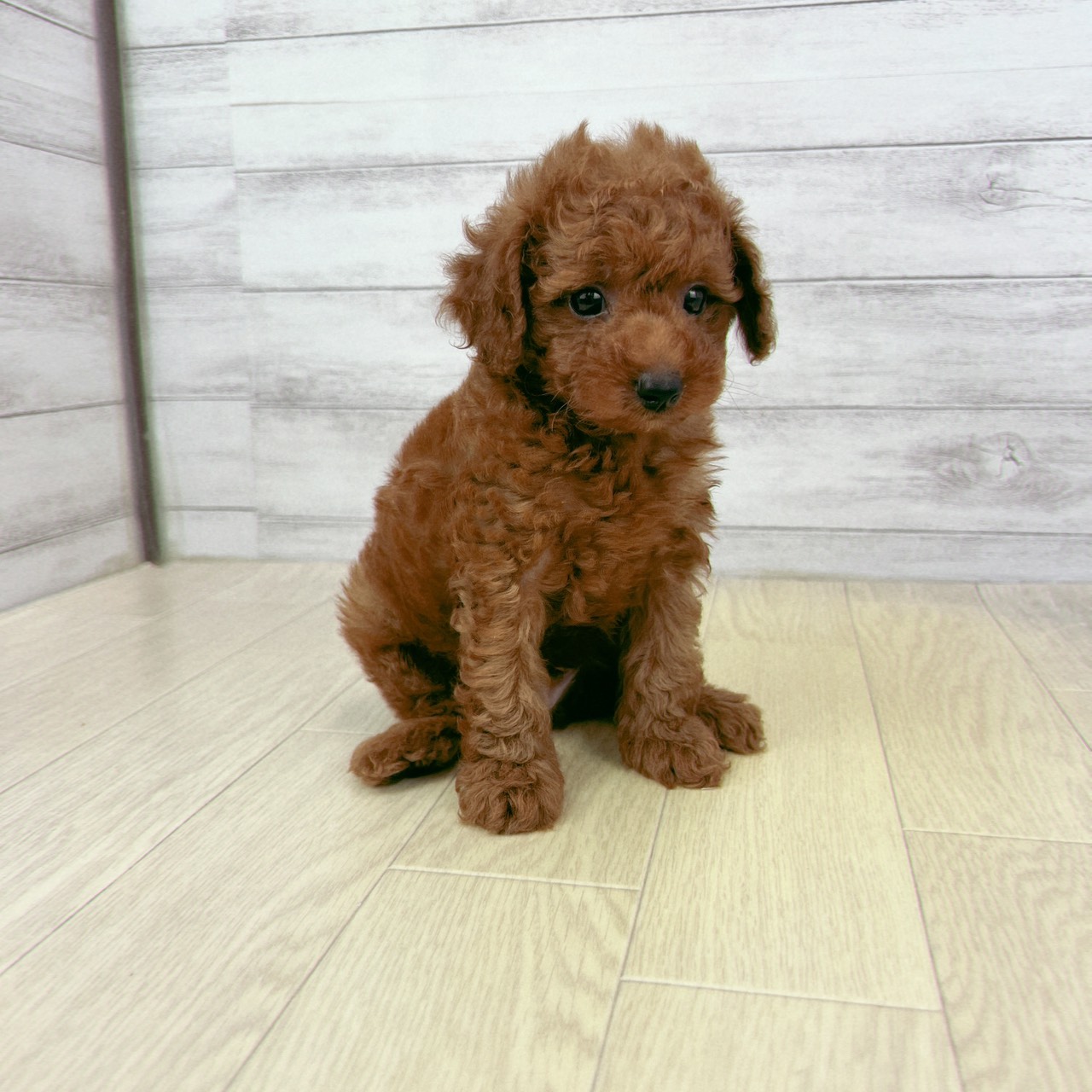 愛知県のトイプードル(トイ) (犬の家＆猫の里春日井本店/2026年4月18日生まれ/男の子/レッド)の子犬の3枚目の画像