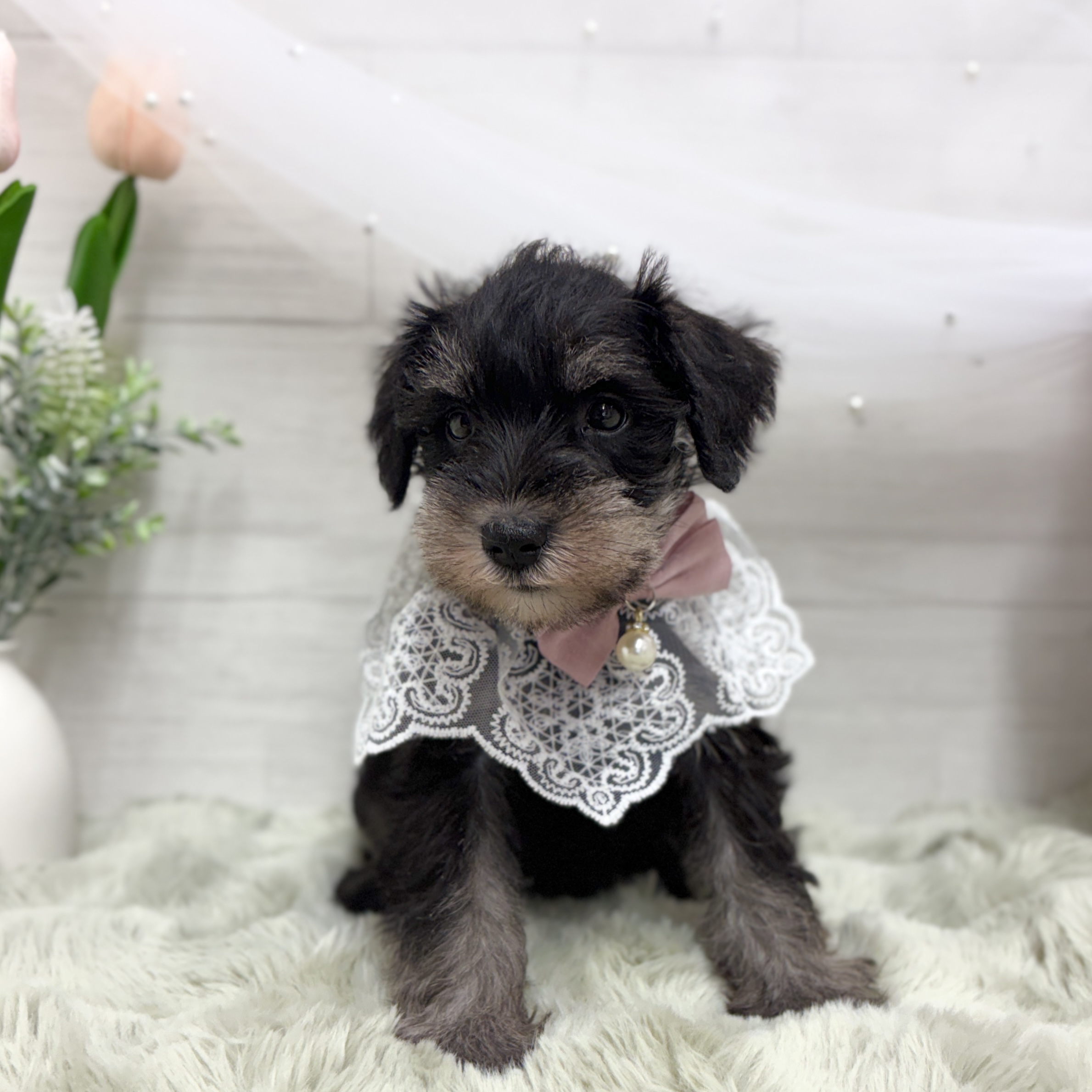 神奈川県のミニチュアシュナウザー (犬の家＆猫の里相模原店/2026年4月19日生まれ/女の子/ブラックシルバー)の子犬の3枚目の画像