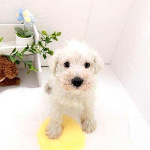 愛知県のミニチュアシュナウザー (犬の家＆猫の里豊川インター店/2026年4月19日生まれ/男の子/ホワイト)の子犬の3枚目の画像