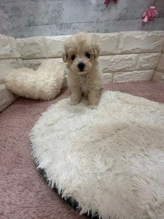 静岡県のマルプー(マルチーズ×プードル) (犬の家＆猫の里プレ葉ウォーク浜北店/2026年4月20日生まれ/女の子/クリーム)の子犬の3枚目の画像