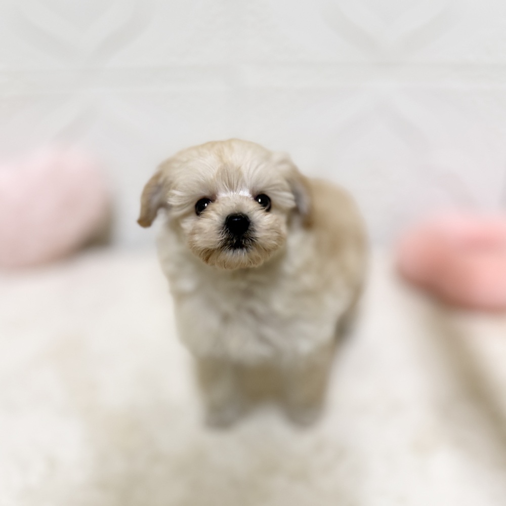 愛知県のポメプー(ポメラニアン×プードル) (犬の家＆猫の里岡崎店/2026年4月20日生まれ/男の子/クリーム)の子犬の3枚目の画像