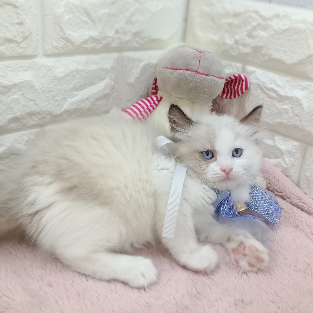 静岡県のラグドール (犬の家＆猫の里アミーゴ浜松和田店/2026年4月20日生まれ/男の子/シールポイントバイカラー)の子猫の3枚目の画像