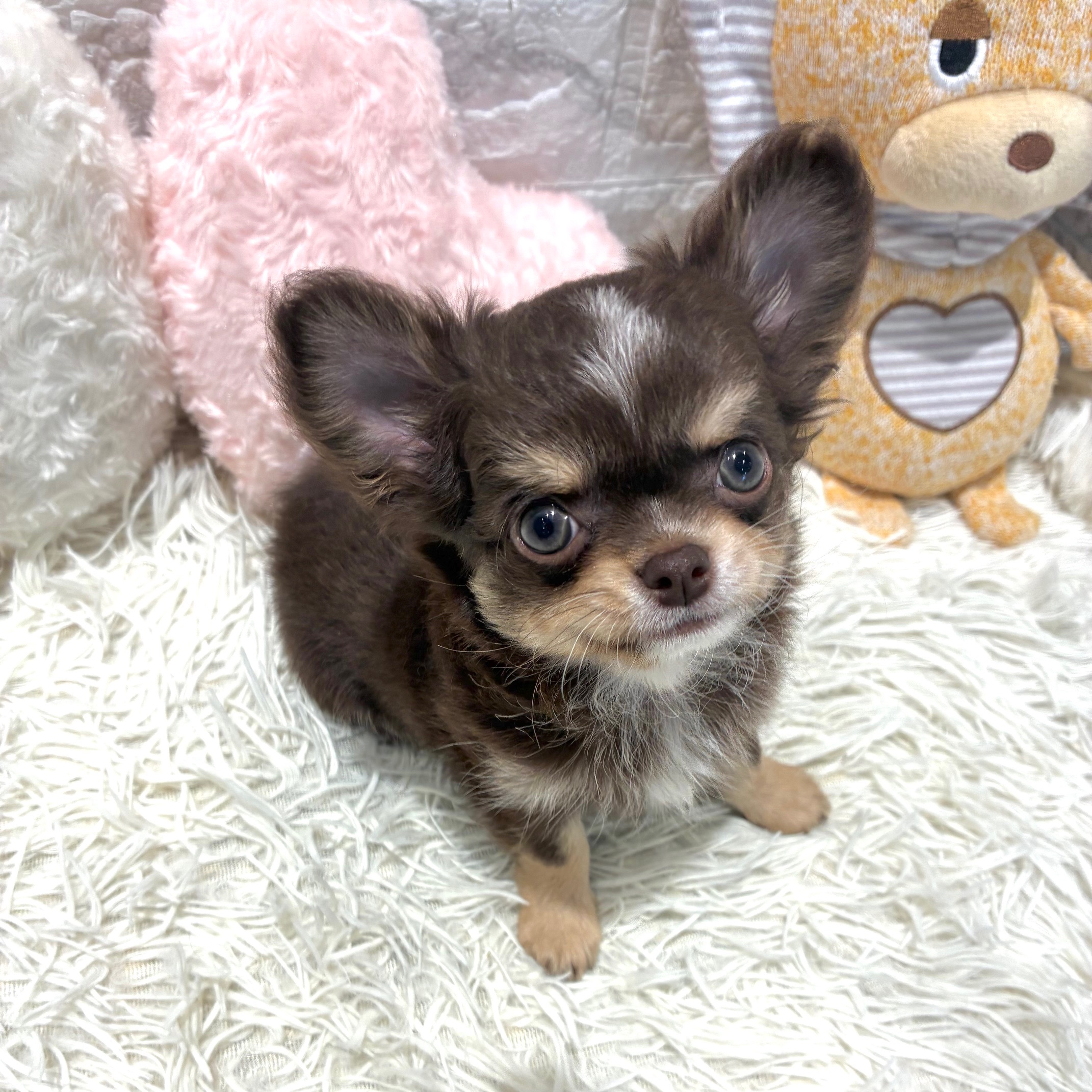 愛知県のチワワ(ロング) (犬の家＆猫の里MiO香久山店/2026年4月20日生まれ/男の子/チョコレートタンホワイト)の子犬の3枚目の画像