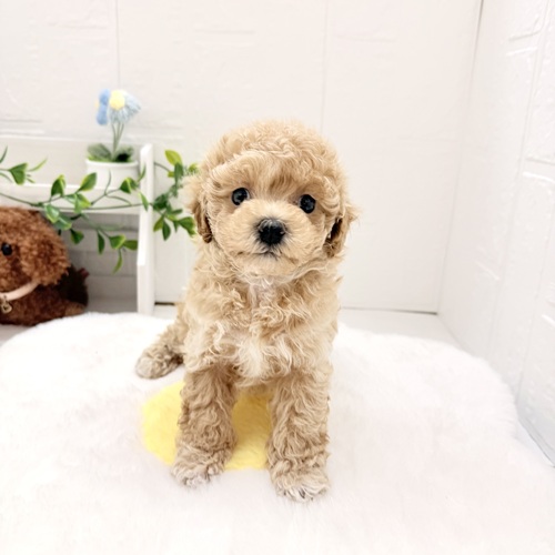 愛知県のマルプー(マルチーズ×プードル) (犬の家＆猫の里豊川インター店/2026年4月20日生まれ/男の子/アプリコット)の子犬の3枚目の画像