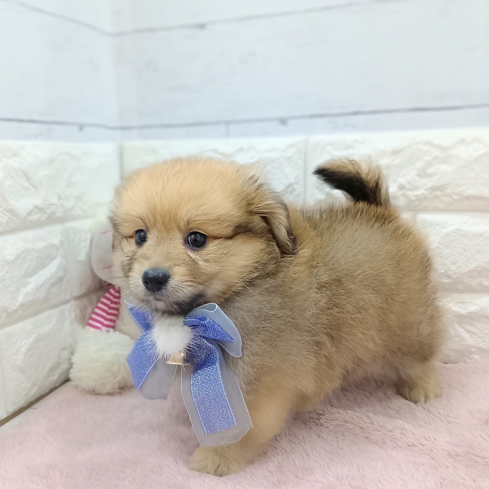 静岡県のポメックス(ポメラニアン×ダックス) (犬の家＆猫の里アミーゴ浜松和田店/2026年4月19日生まれ/男の子/オレンジ)の子犬の3枚目の画像