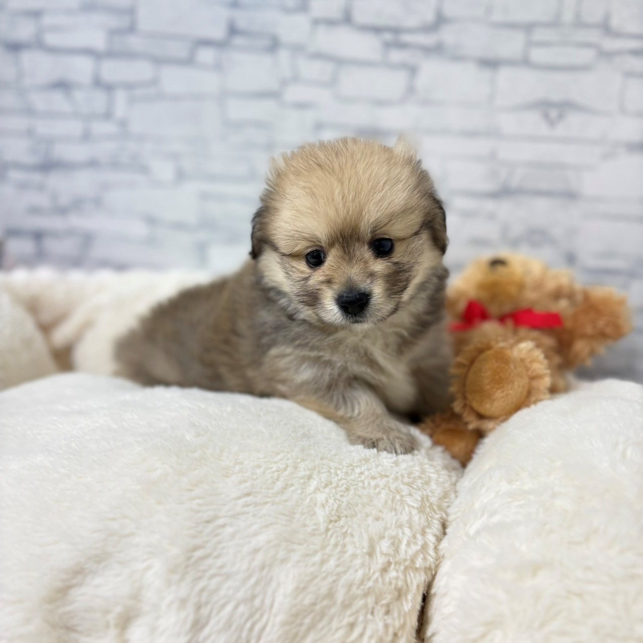 長野県のポメックス(ポメラニアン×ダックス) (犬の家＆猫の里長野店/2026年4月19日生まれ/男の子/オレンジ)の子犬の3枚目の画像