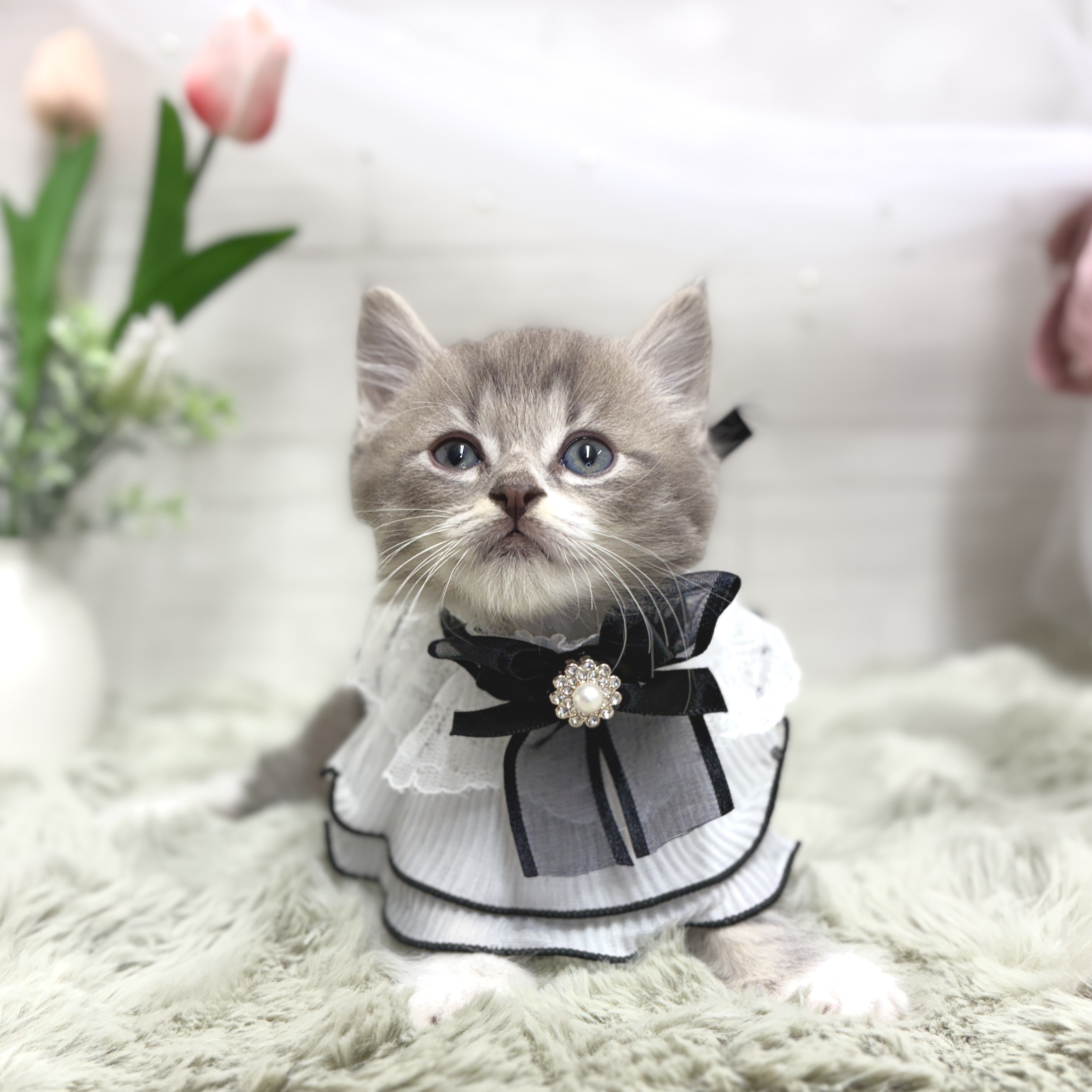 神奈川県のミヌエット (犬の家＆猫の里相模原店/2026年4月17日生まれ/男の子/ブルータビーホワイト)の子猫の3枚目の画像