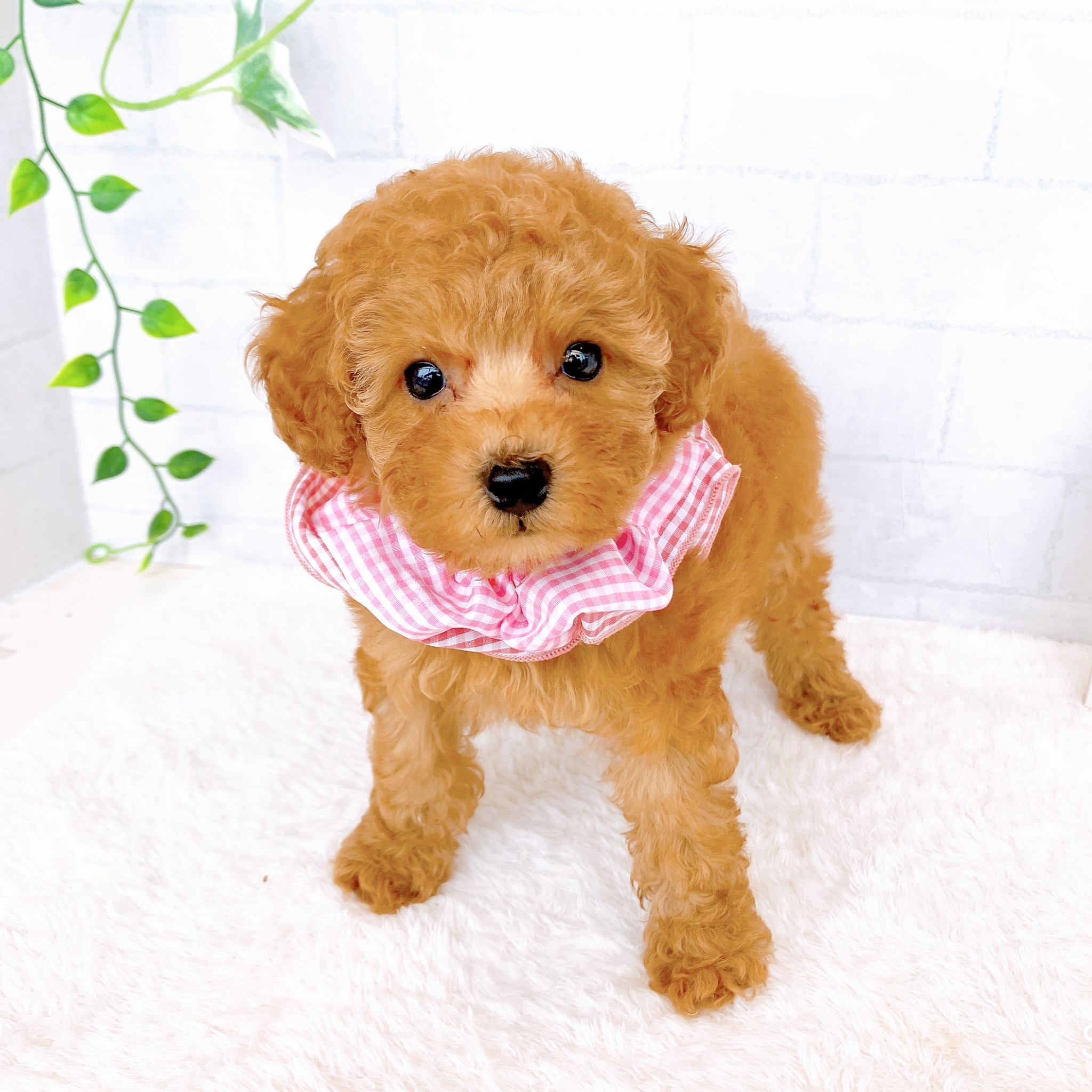 石川県のトイプードル(トイ) (犬の家＆猫の里金沢店/2026年4月19日生まれ/女の子/レッドフォーン)の子犬の3枚目の画像