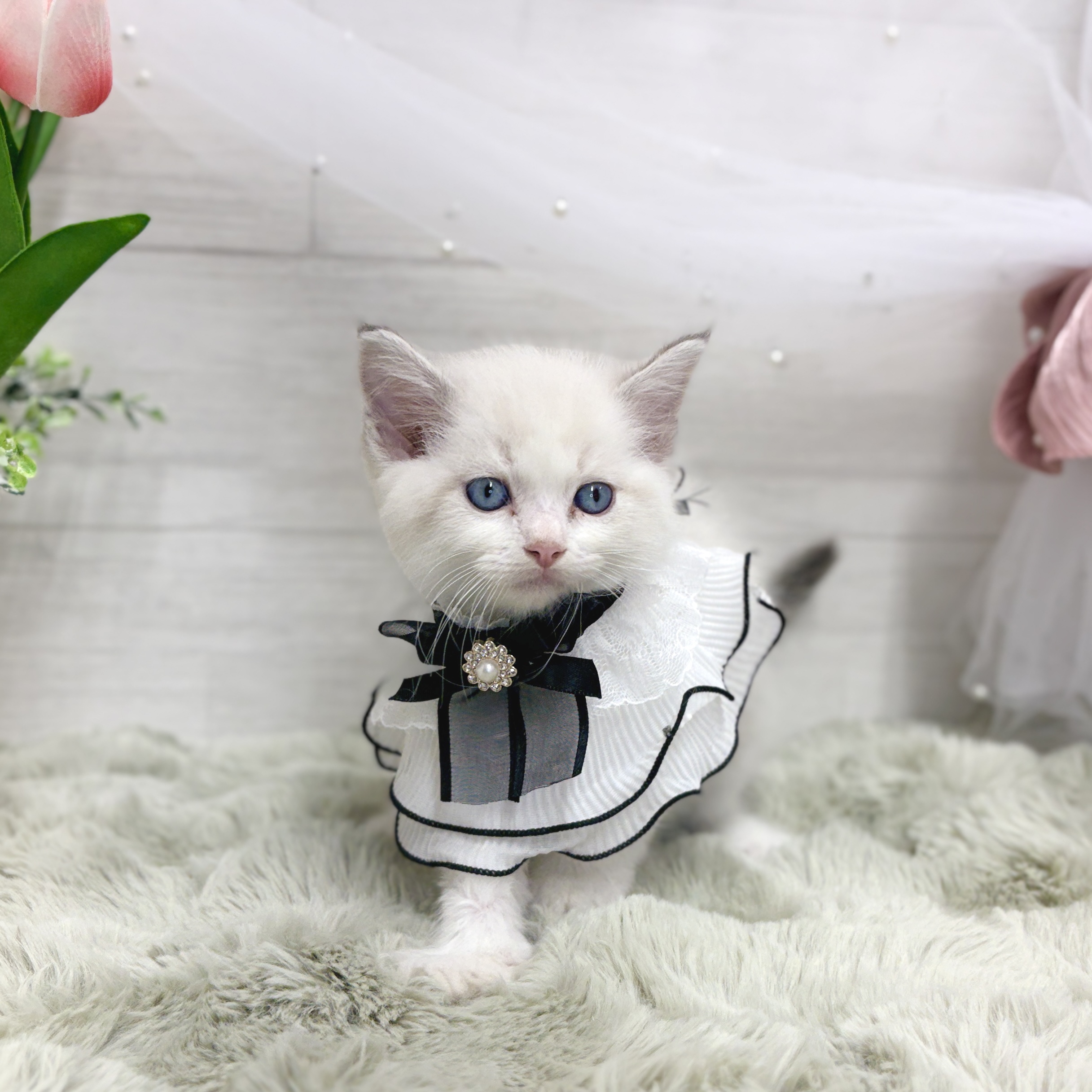 生体画像３
