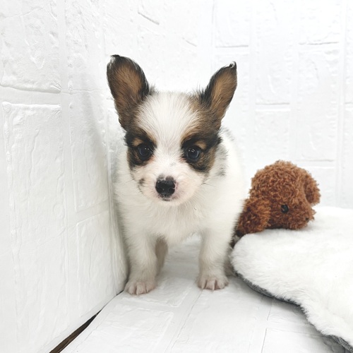 愛知県のパピヨン (犬の家＆猫の里豊川インター店/2026年4月19日生まれ/男の子/ホワイトブラウン)の子犬の3枚目の画像