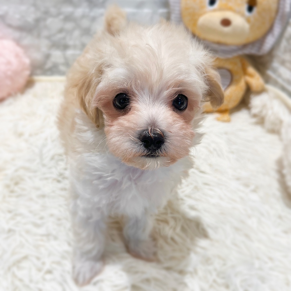 愛知県のマルプー(マルチーズ×プードル) (犬の家＆猫の里MiO香久山店/2026年4月21日生まれ/女の子/ホワイト)の子犬の3枚目の画像